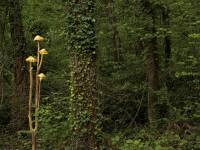 fungi-01-b