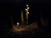 fungi-coleccin