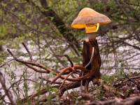 fungi-02-a