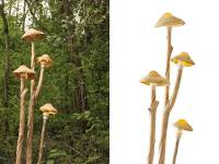 fungi-01-c