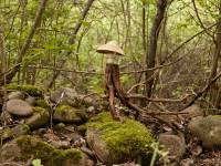 fungi-02-b