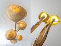 fungi-01-iluminacion2